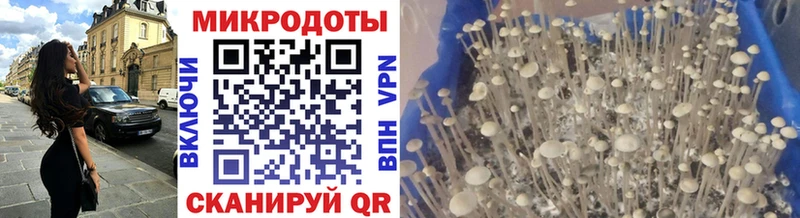 купить   Кингисепп  нарко площадка как зайти  Галлюциногенные грибы MAGIC MUSHROOMS 
